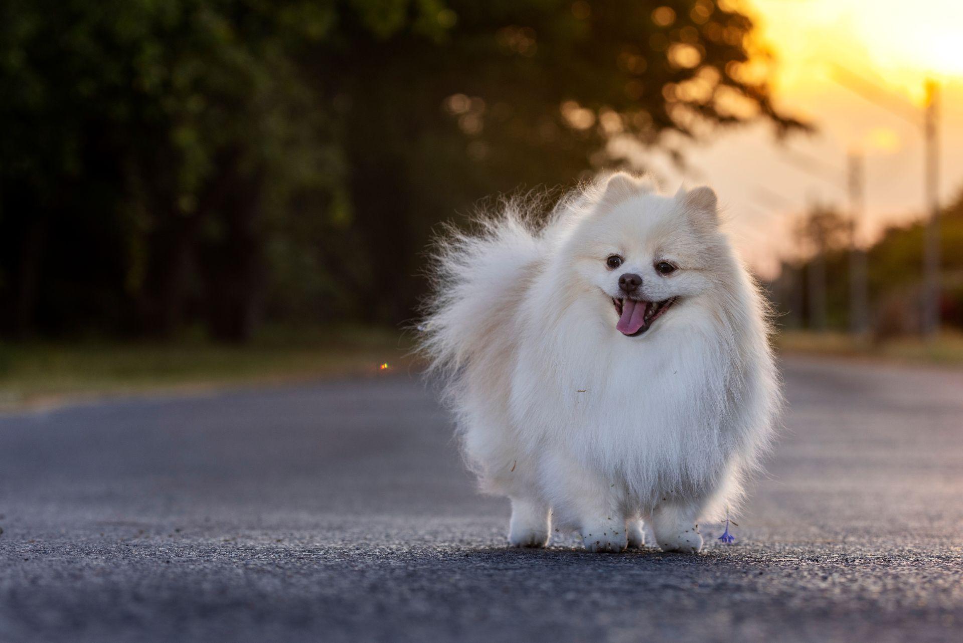 A white Japanese Spitz dog