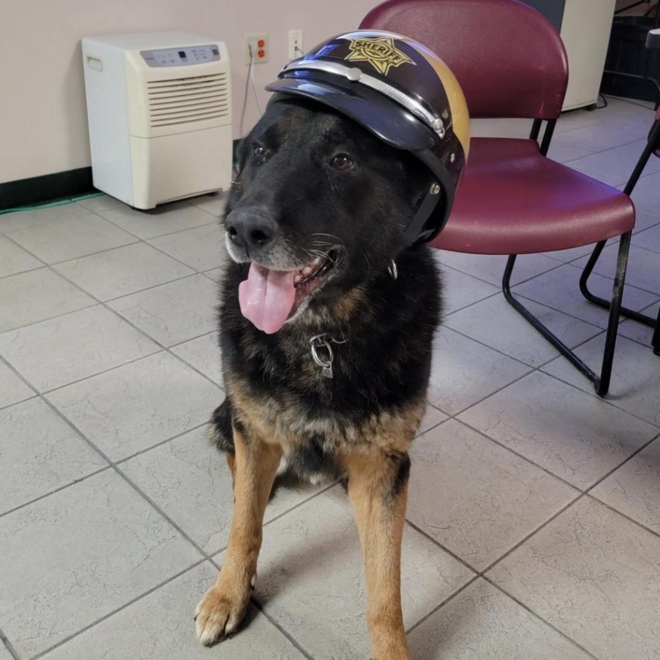 k9 axel