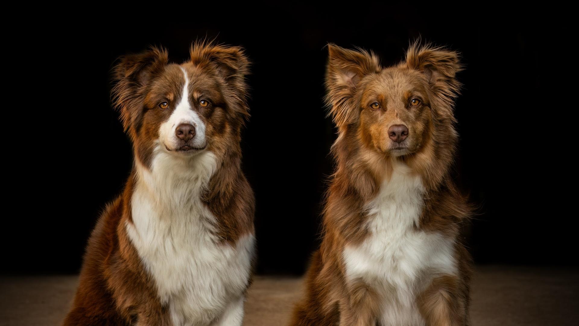 Two German Shepherd dogs on top of mountain
