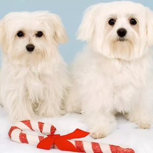 Can Dogs Eat Candy?