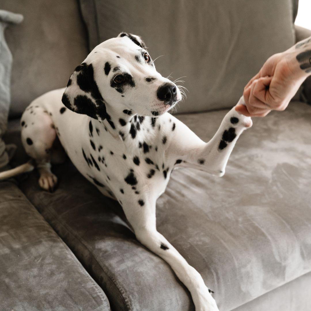 Man holding Dalmation's paw