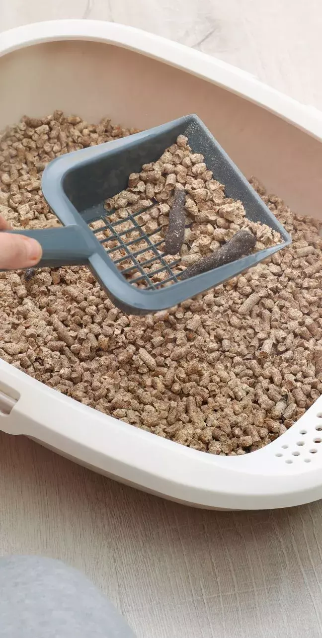 natural cat litter