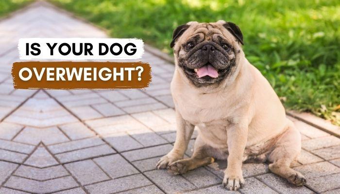 Is Your Dog Overweight? How To Know And What To Do