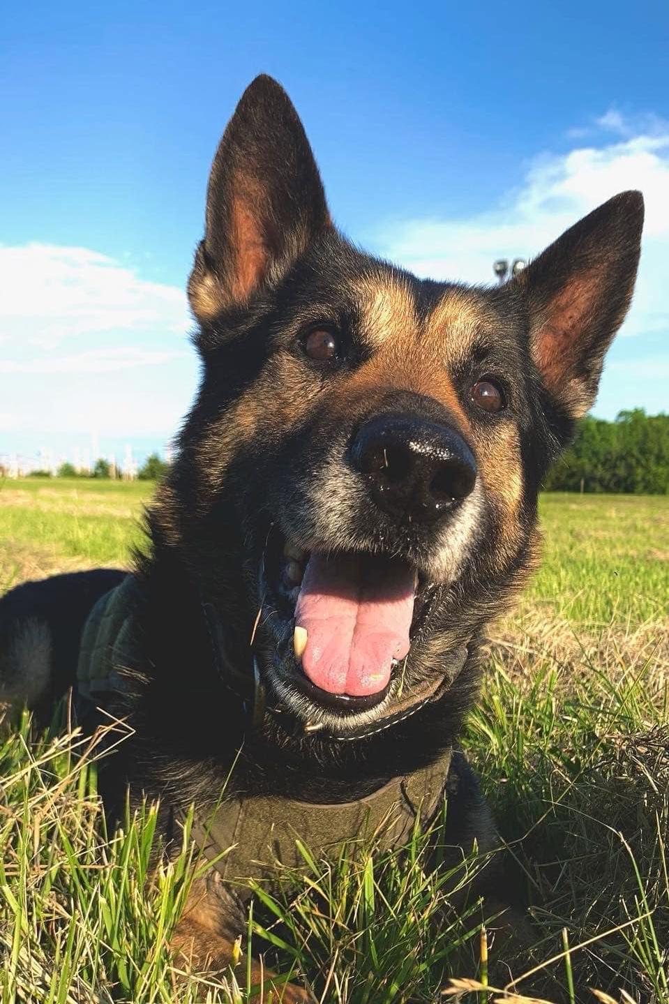 k9 randi 136