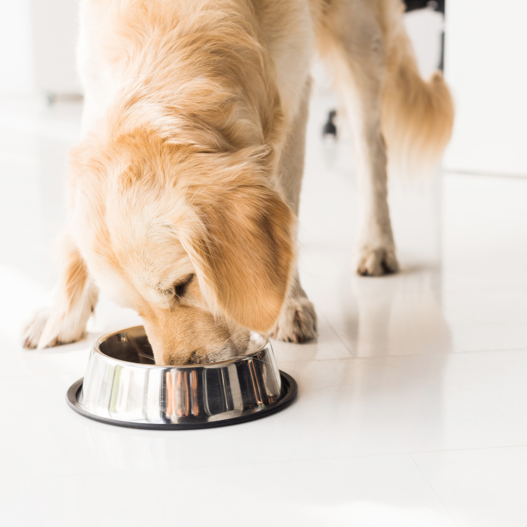 zašto psi jedu izmet
