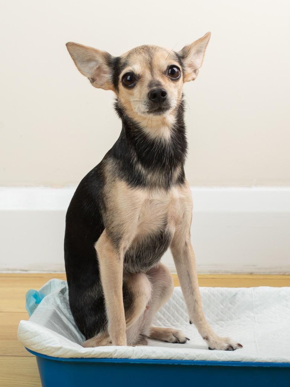 A woman wiping piss on a puppy off modern water resistant vinyl panels with a paper towel and mop, next to a disturbing puppy.