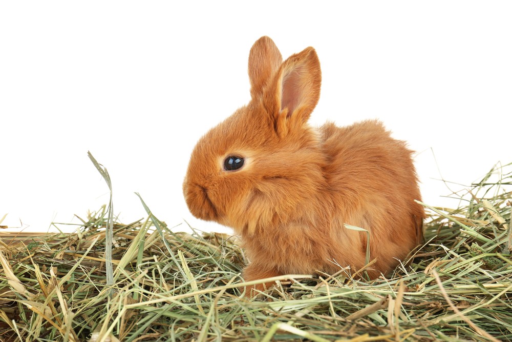 new rabbit with hay