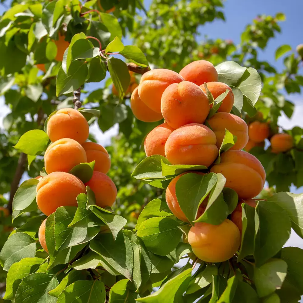 Apricot
