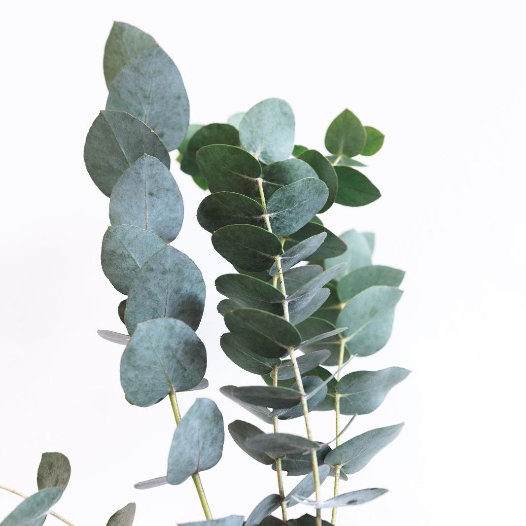 eucalyptus candle