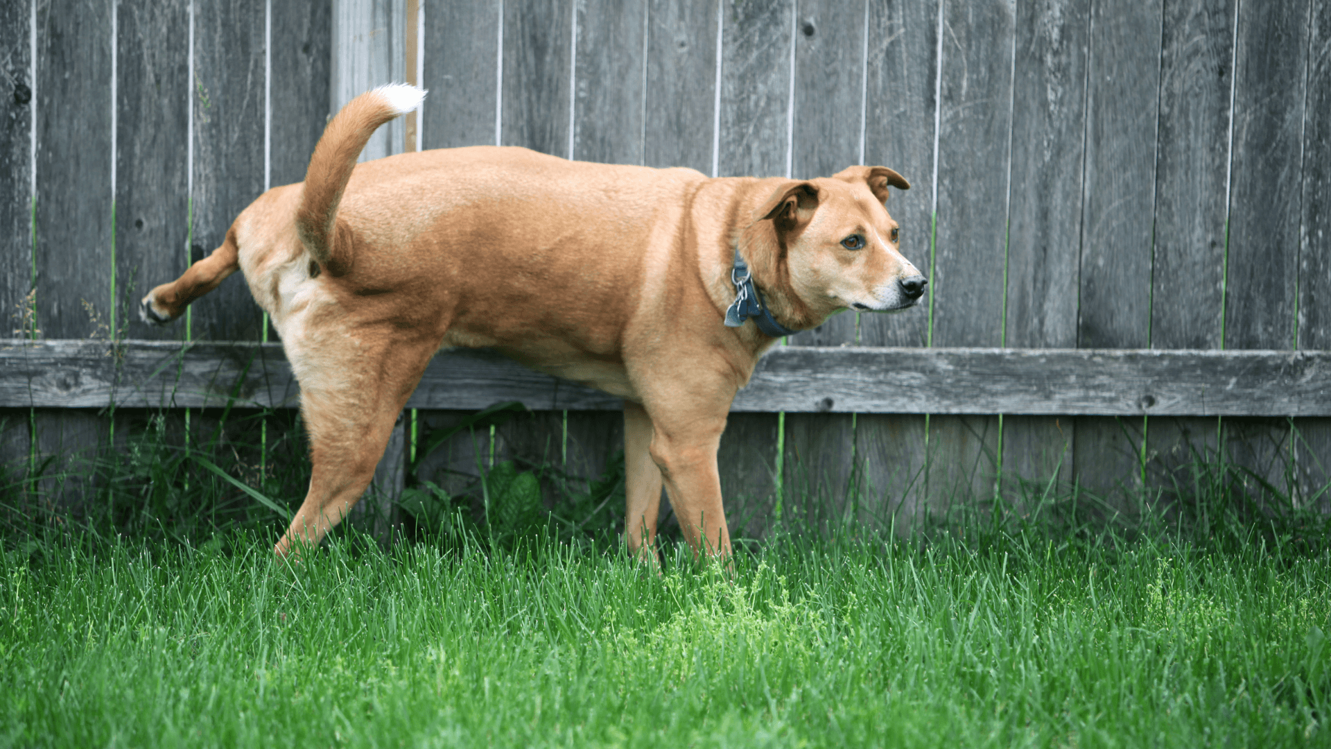 How to Potty Train Your Older Dog Door Buddy