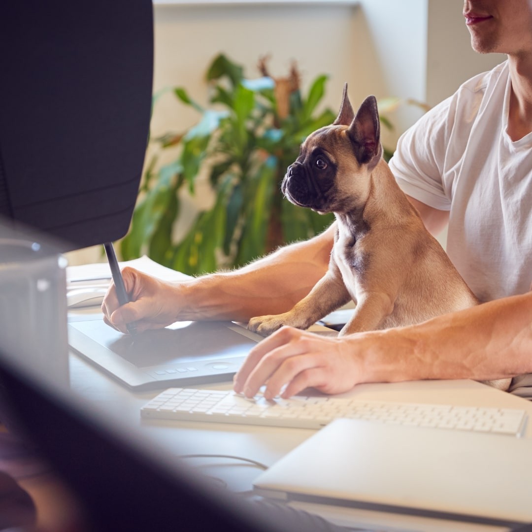 Small dog sitting on a lap looking at a monitor