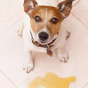 How to Stop a Dog From Peeing in the House