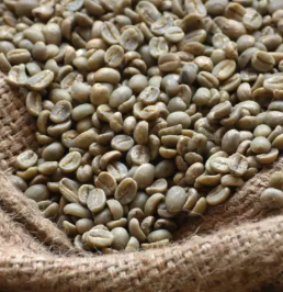 green coffee beans no mold