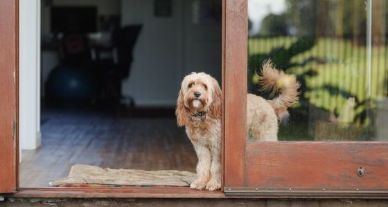 Dog standing at back door