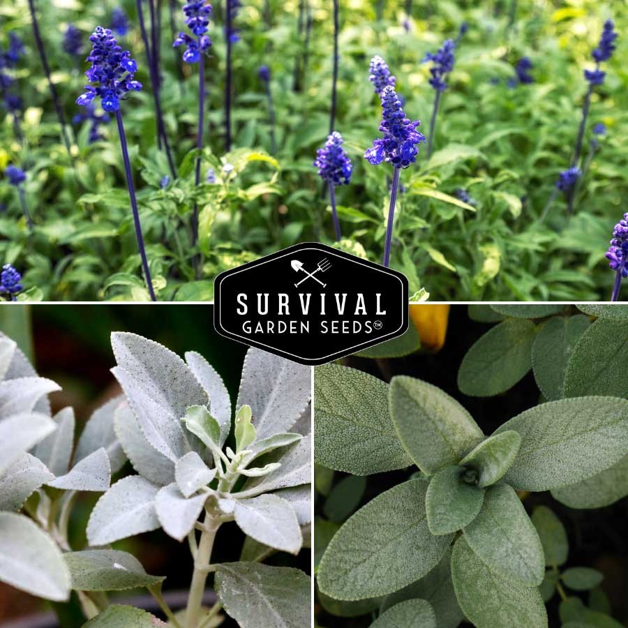 blue, culinary and white sage