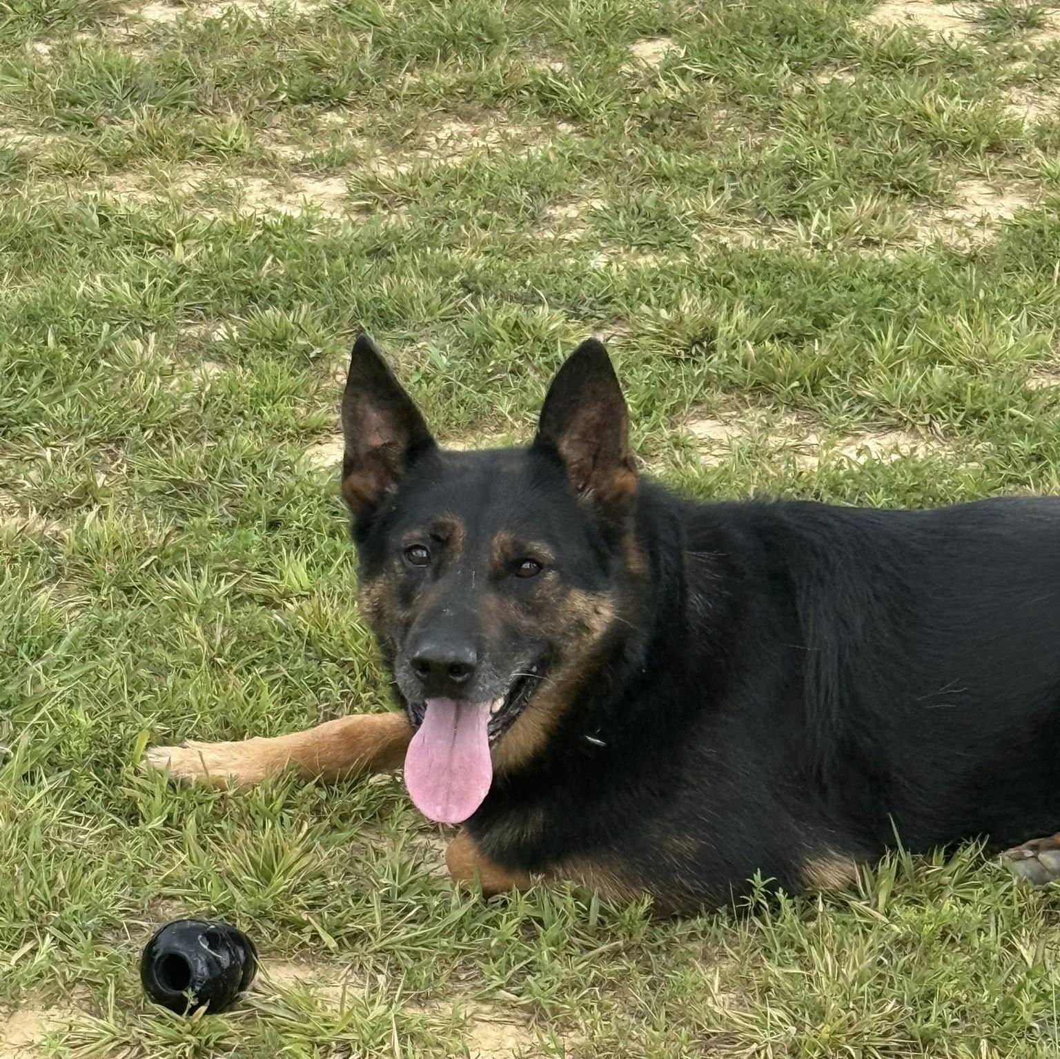 k9 digo in the grass
