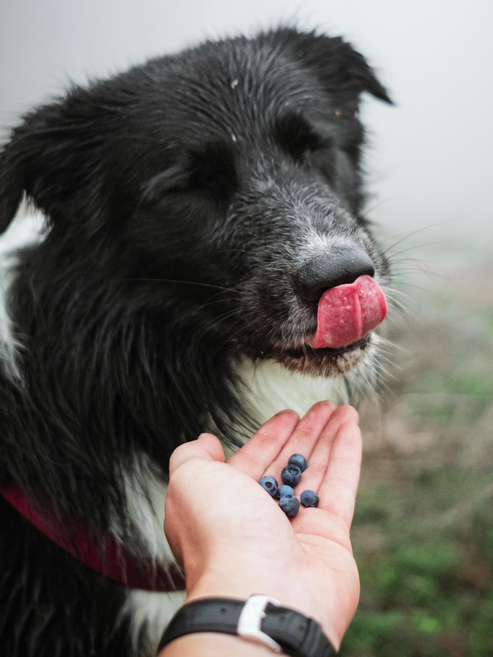 A selective focus shot of black and white border collie eating blueberries from man's hand