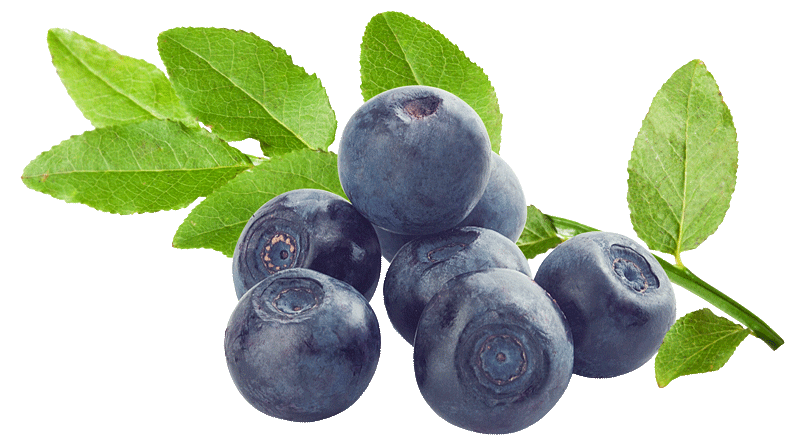 Bilberry