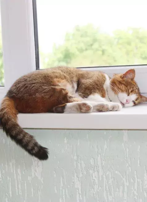 cat proof like a pro