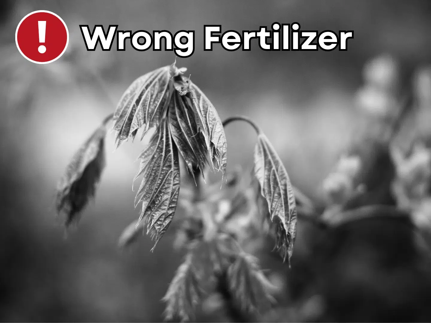 NGI Wrong Fertilizer