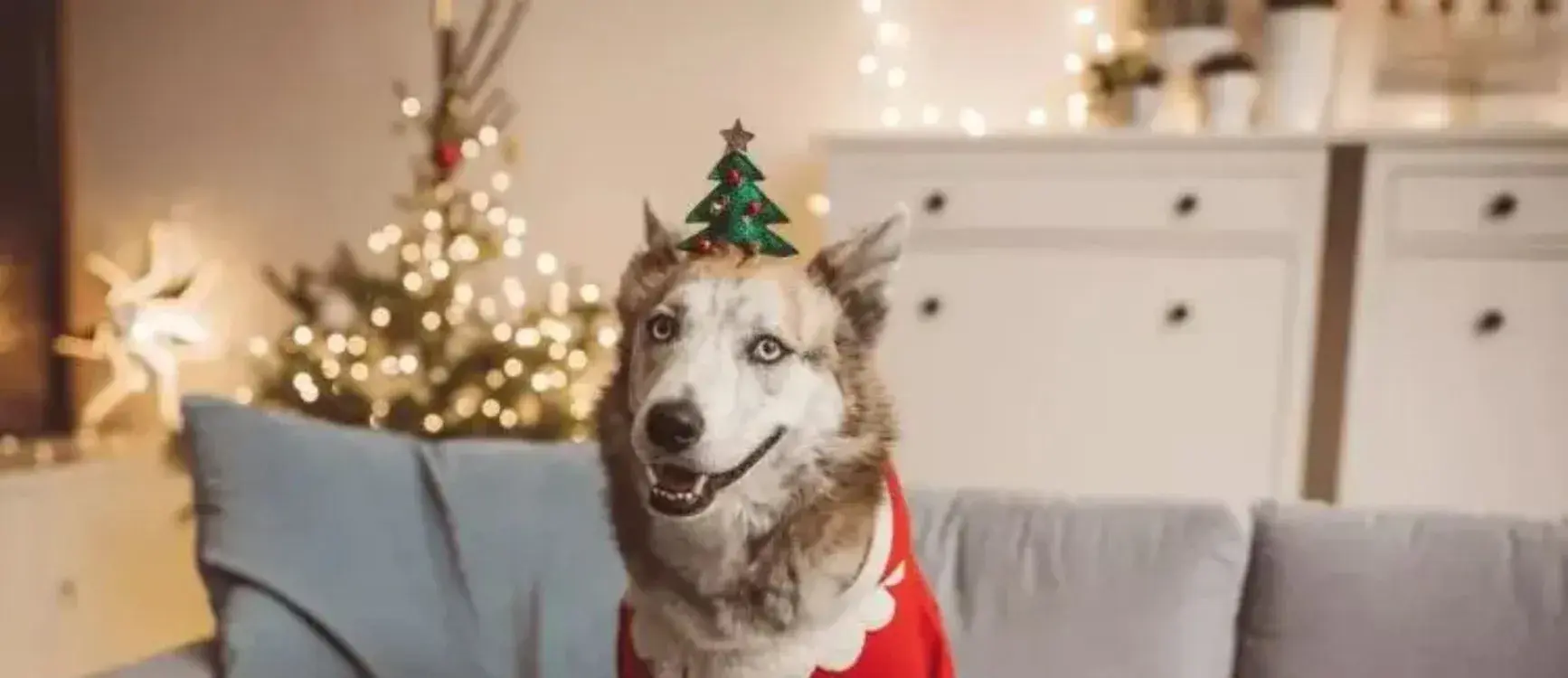 A dog in a festive Christmas sweater lounging comfortably on a couch.