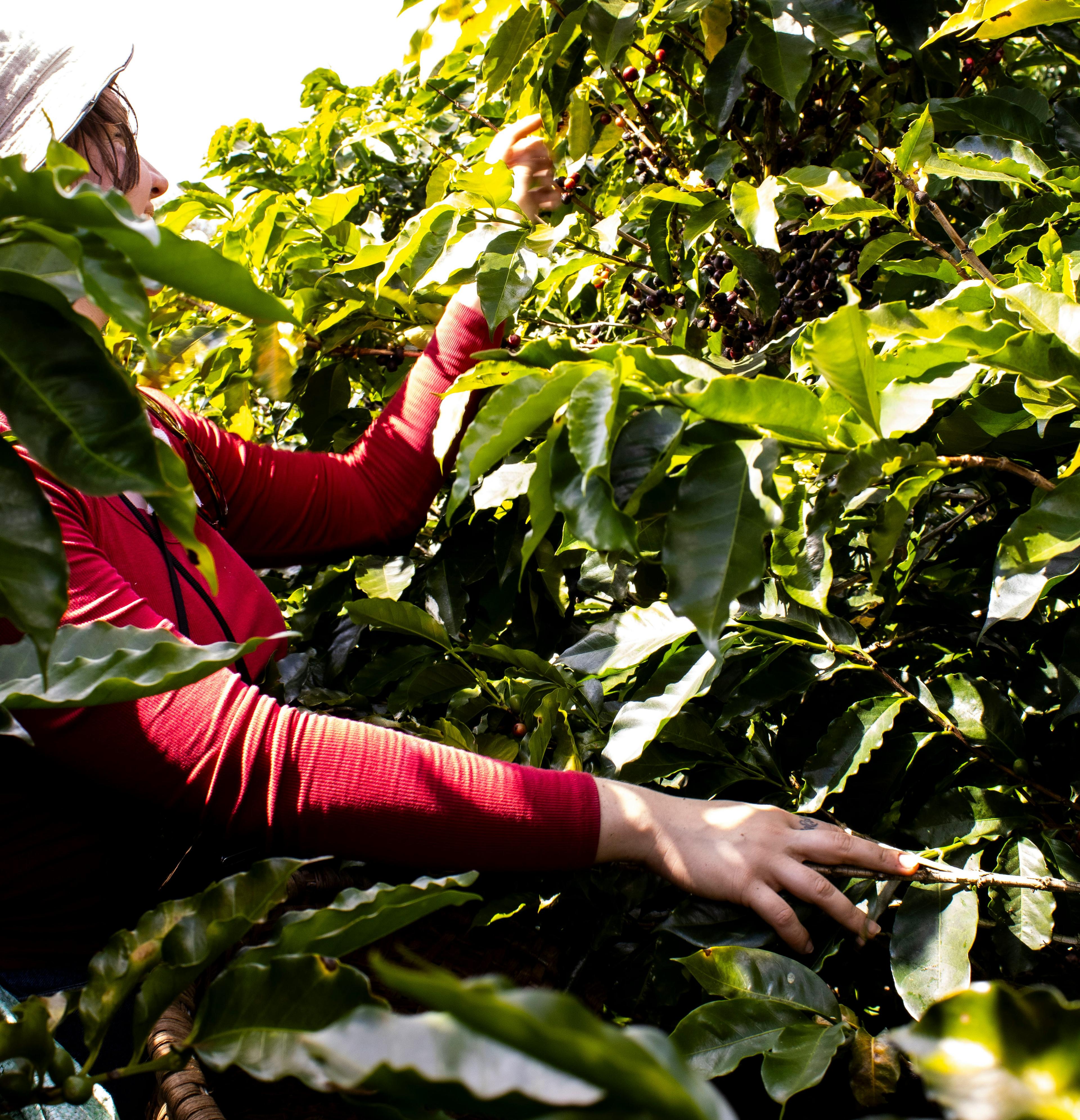 COFFEE PLANTS
