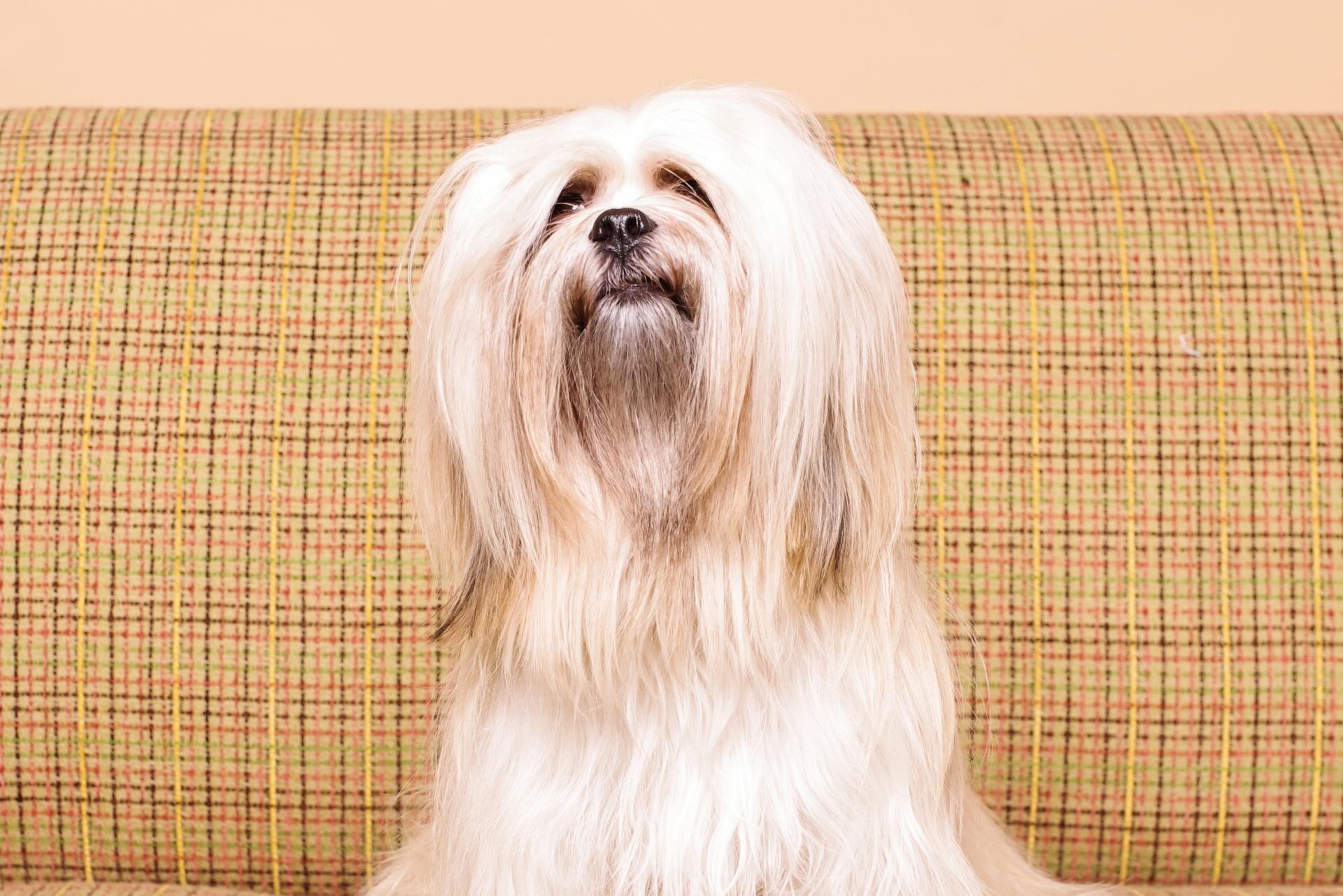 Lhasa Apso Dog