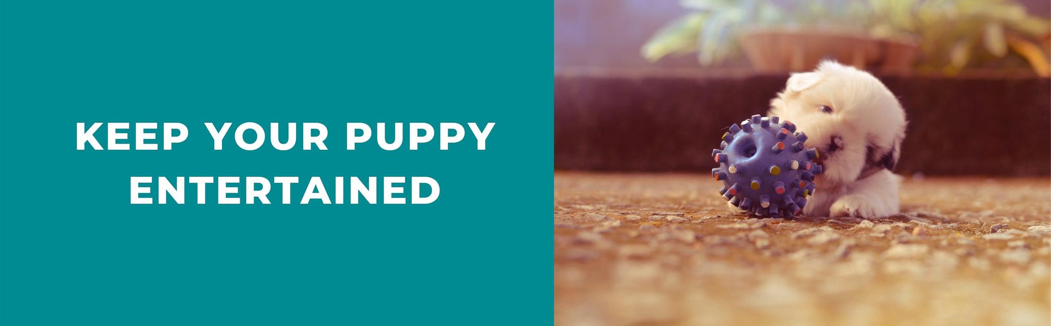 9 Toys To Stimulate Your Puppy Potty Buddy™