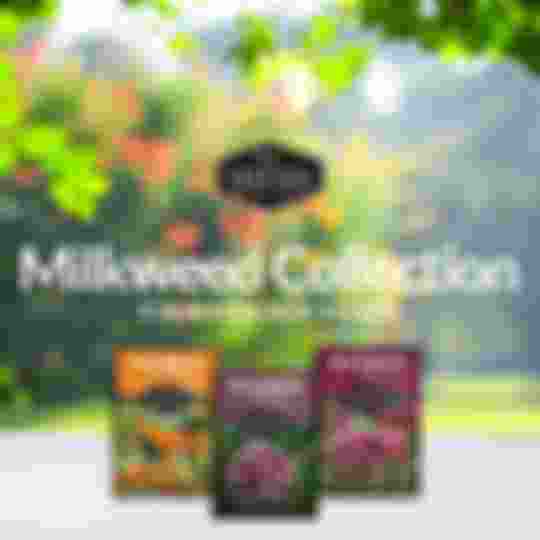 Milkweed seed collection - 3 varieties of heirloom milkweed seeds