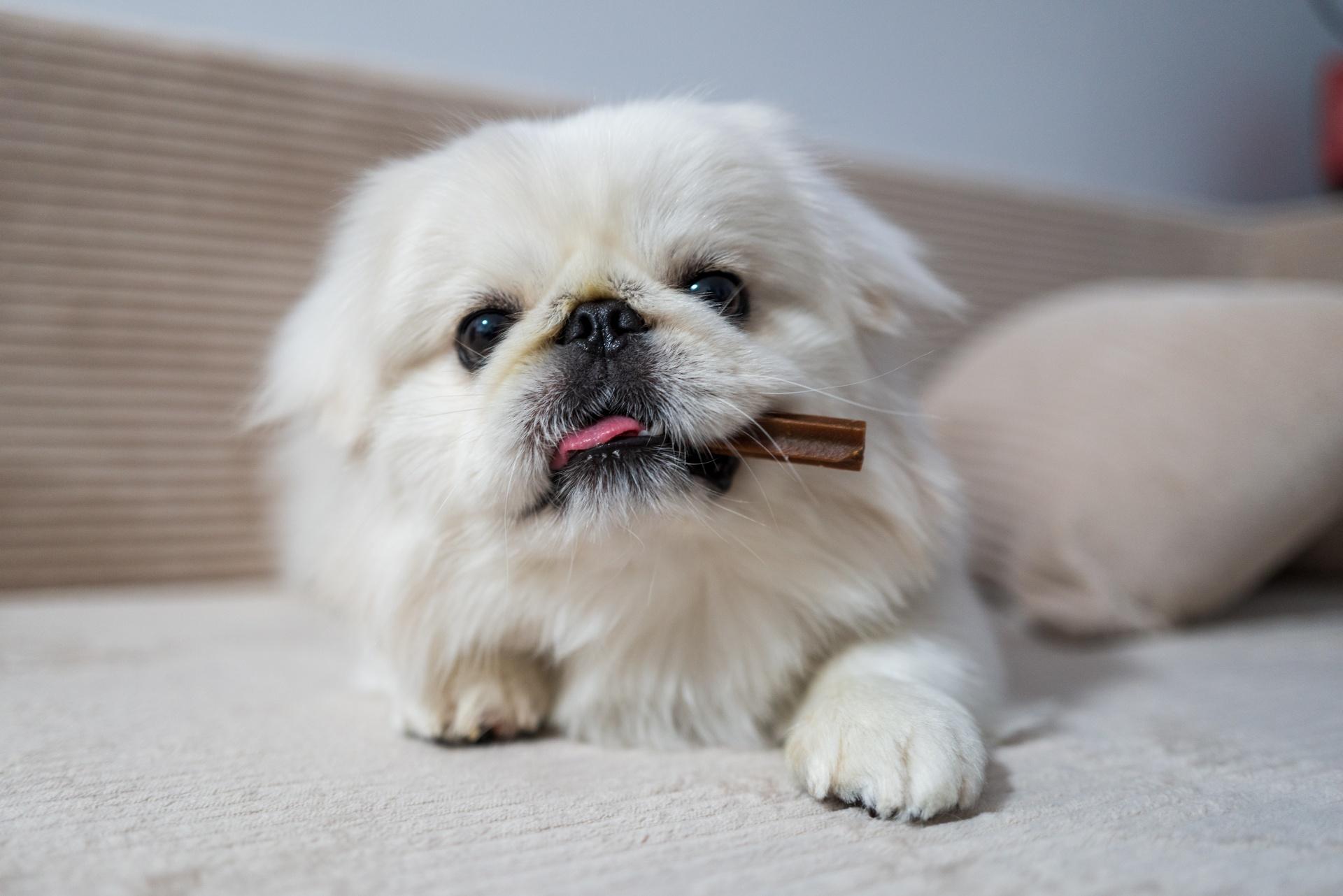 Pekingese dog