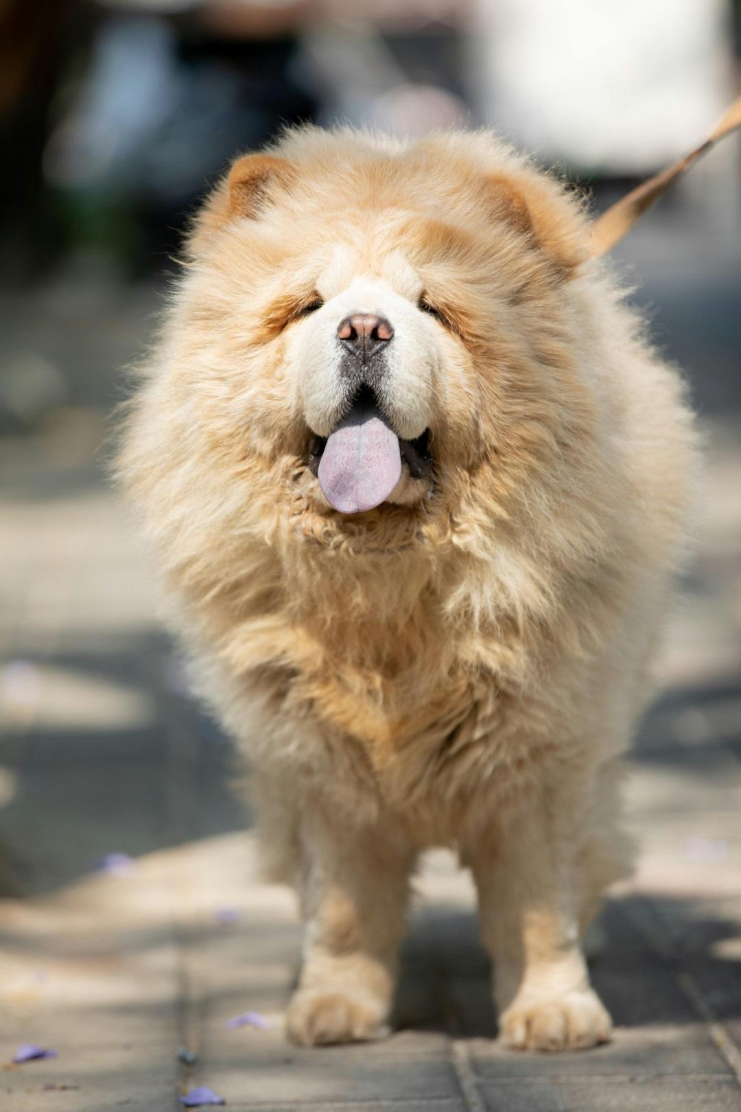 Chow Chow dog