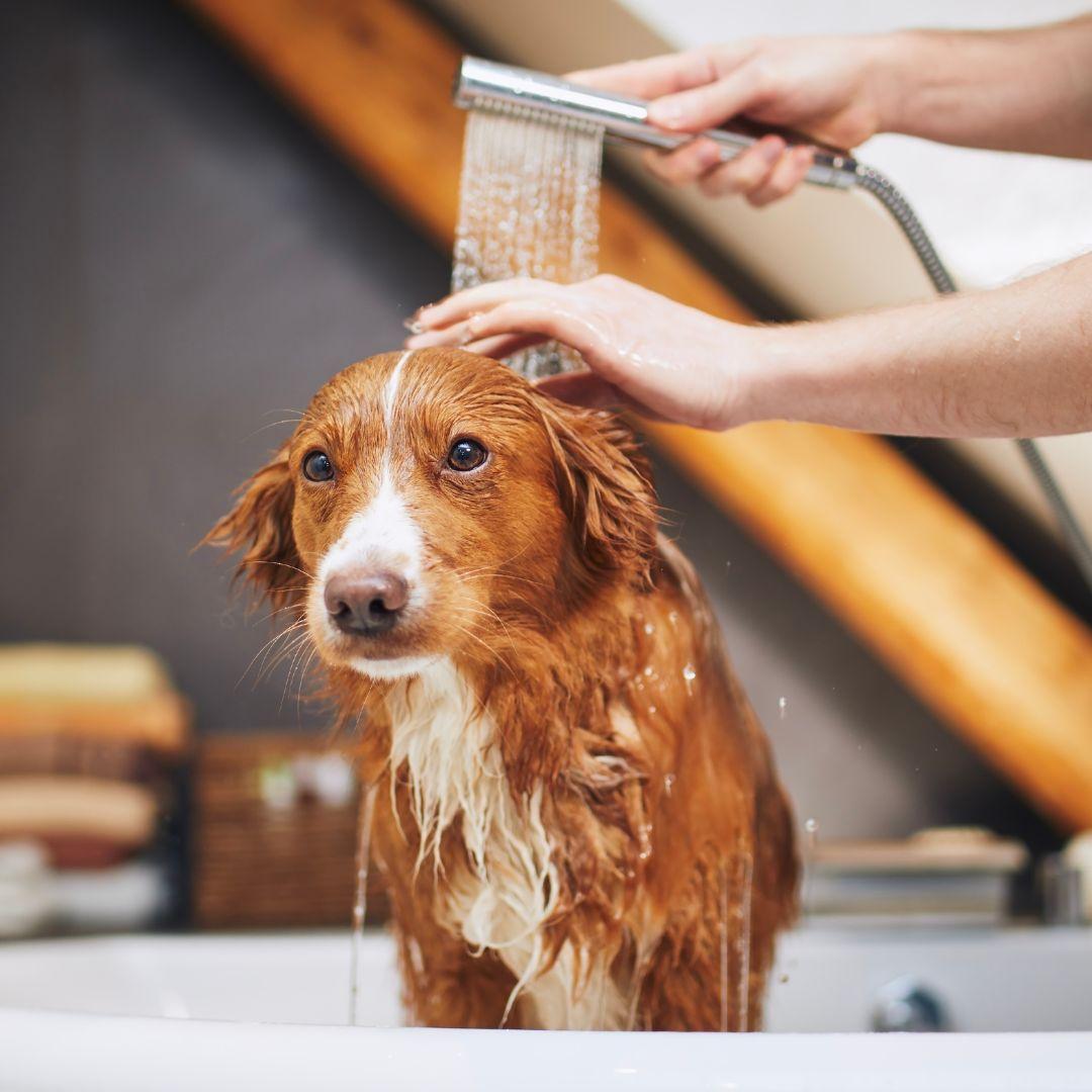 Dog being rinsed with shower head