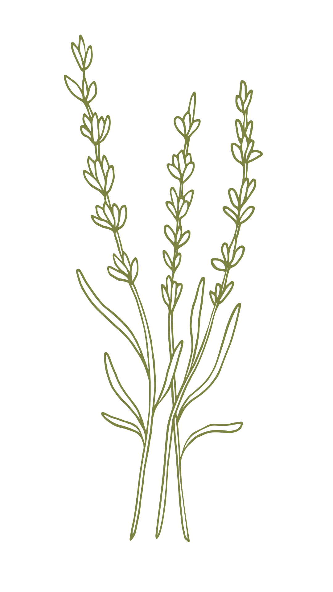 Lavanda