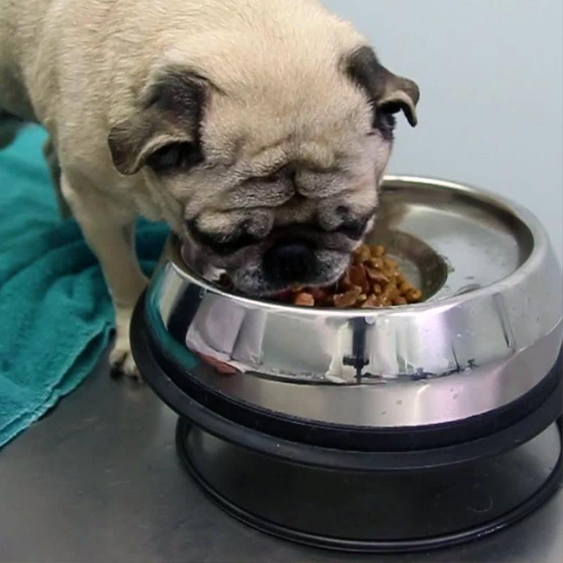 Enhanced Pet Bowl for Pugs – Enhanced Pet Products