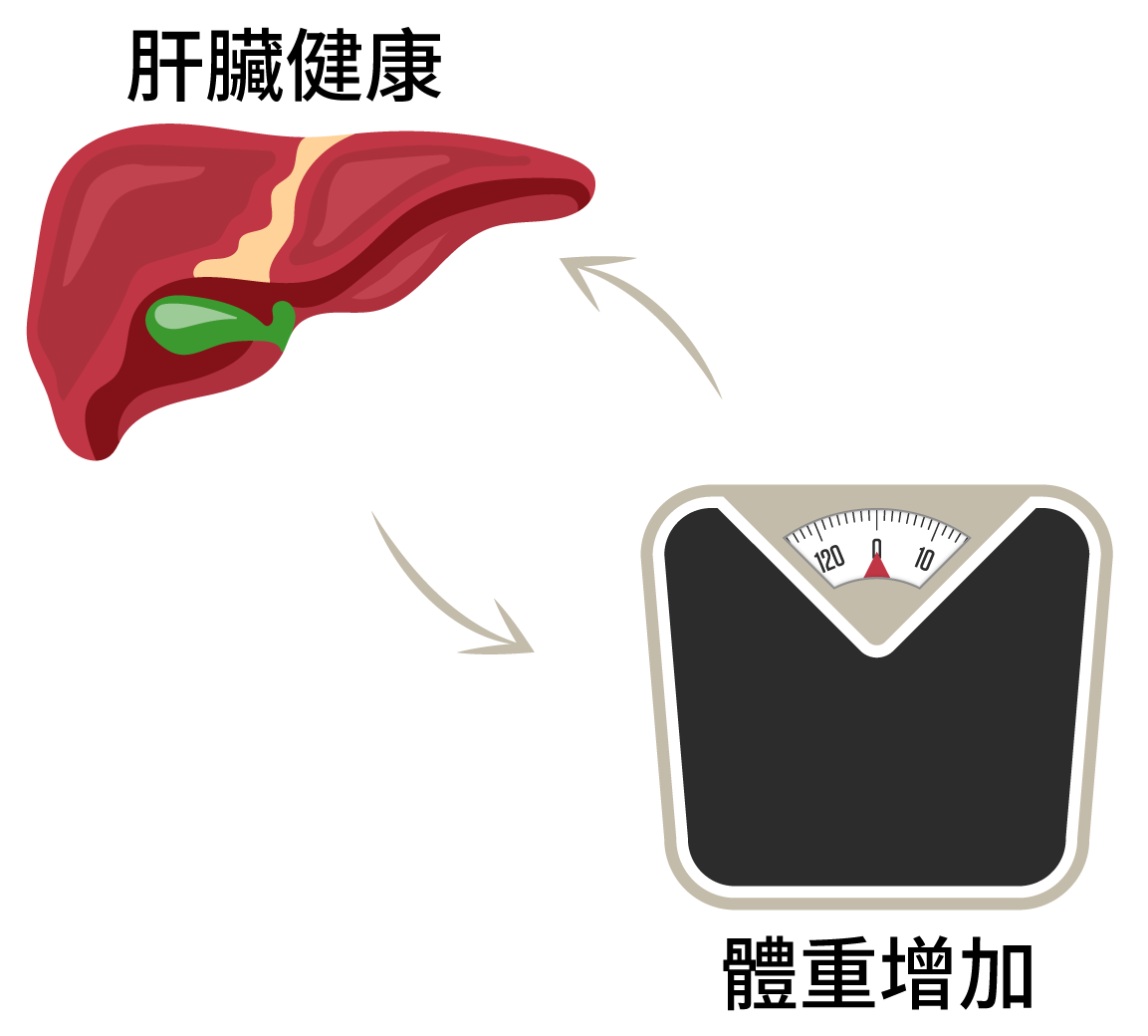 肝臟配上箭頭指向標有「體重增加」的體重計，表示肝臟健康與體重之間的關聯。