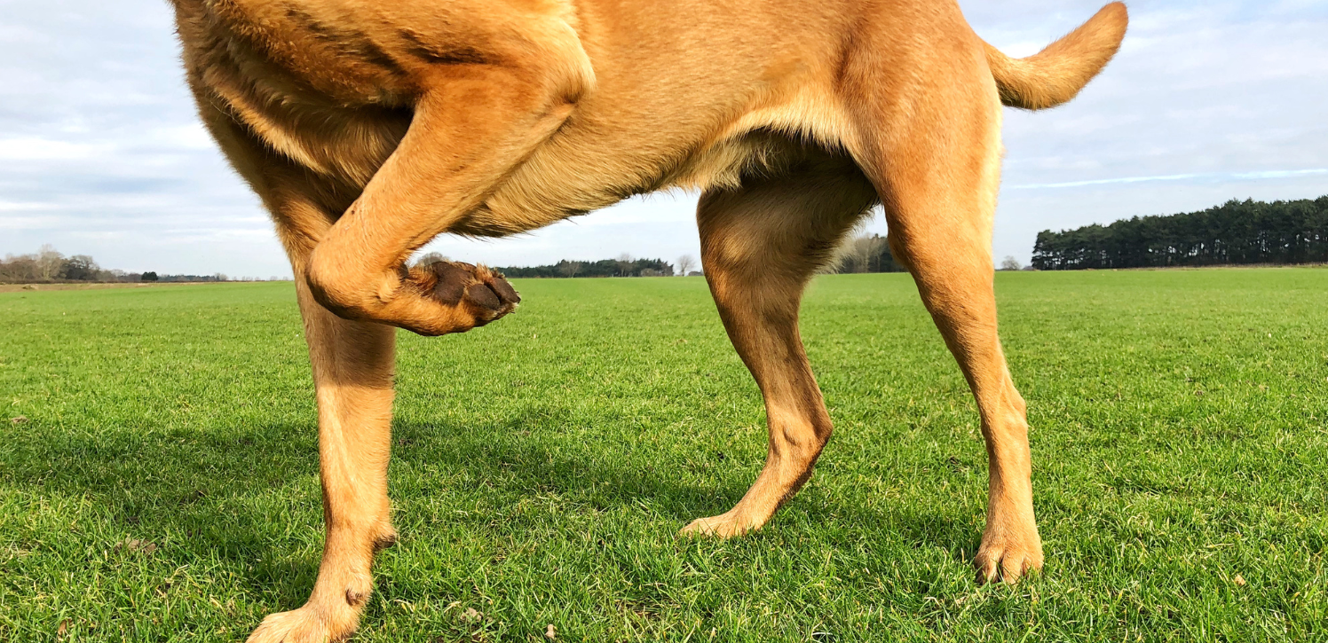 Professionals Who Work With Dogs Reveal What Owners Get Wrong