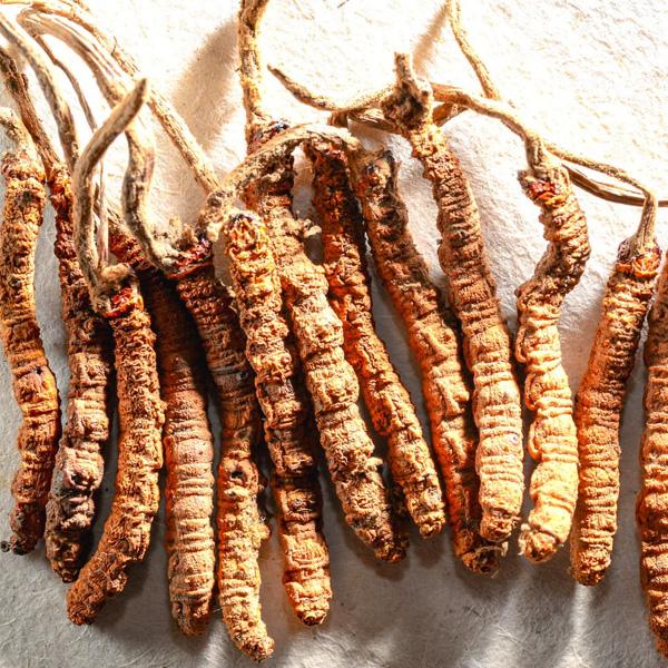 Rocket Domes Cordyceps