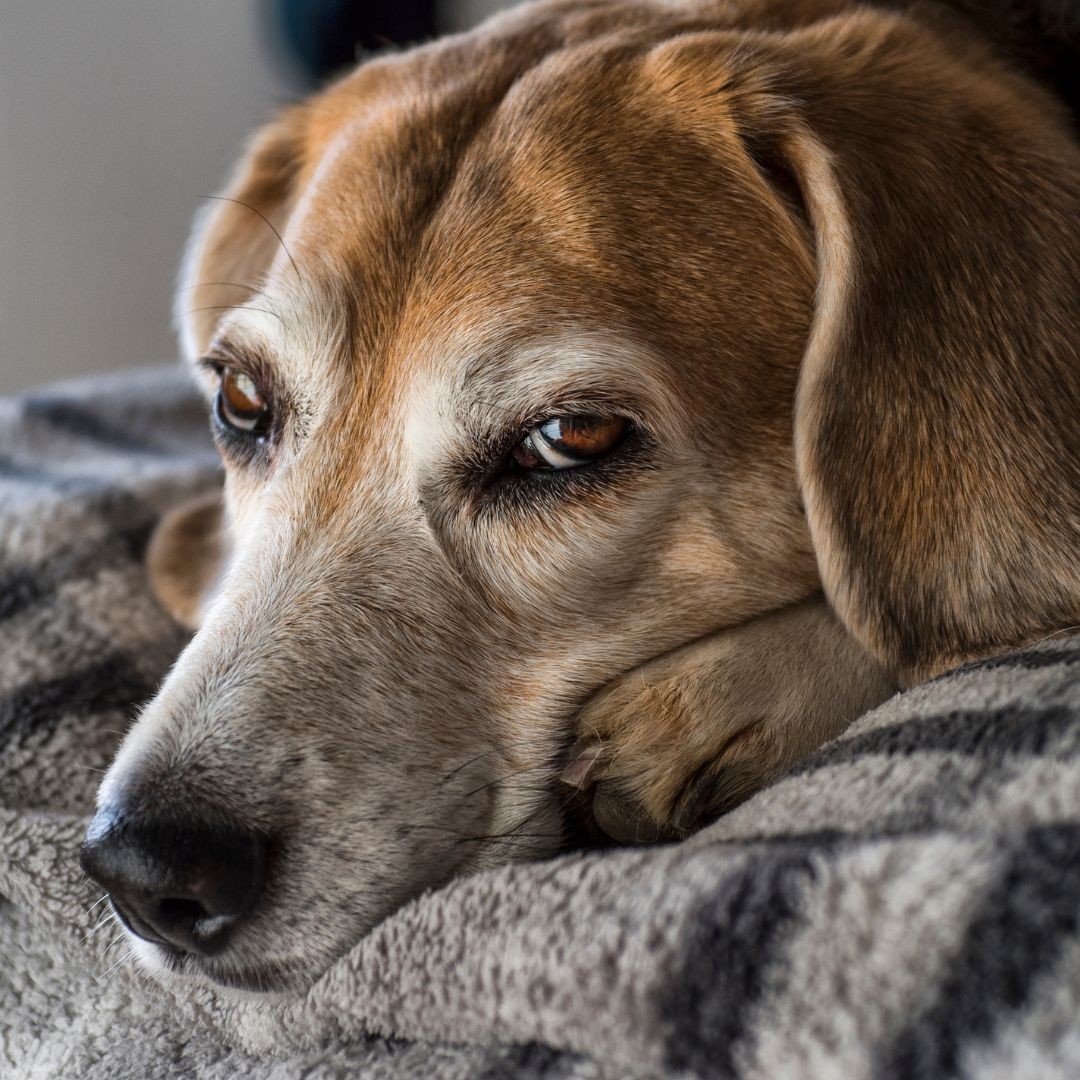 Old looking beagle dog