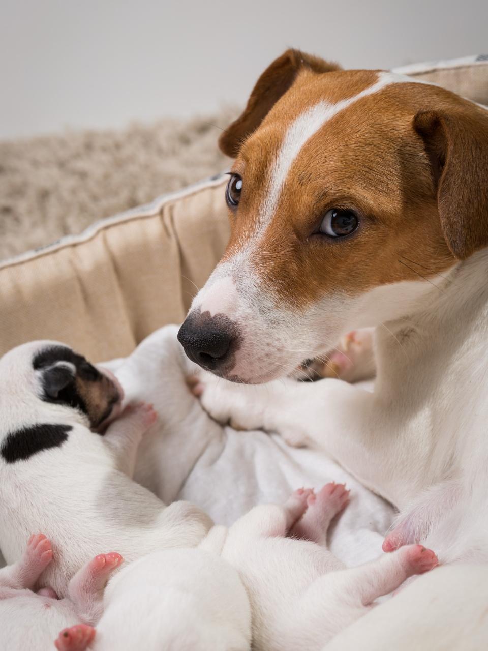 The dog feeds the puppies of the newborn breed Jack Russell Terrier, Age six days