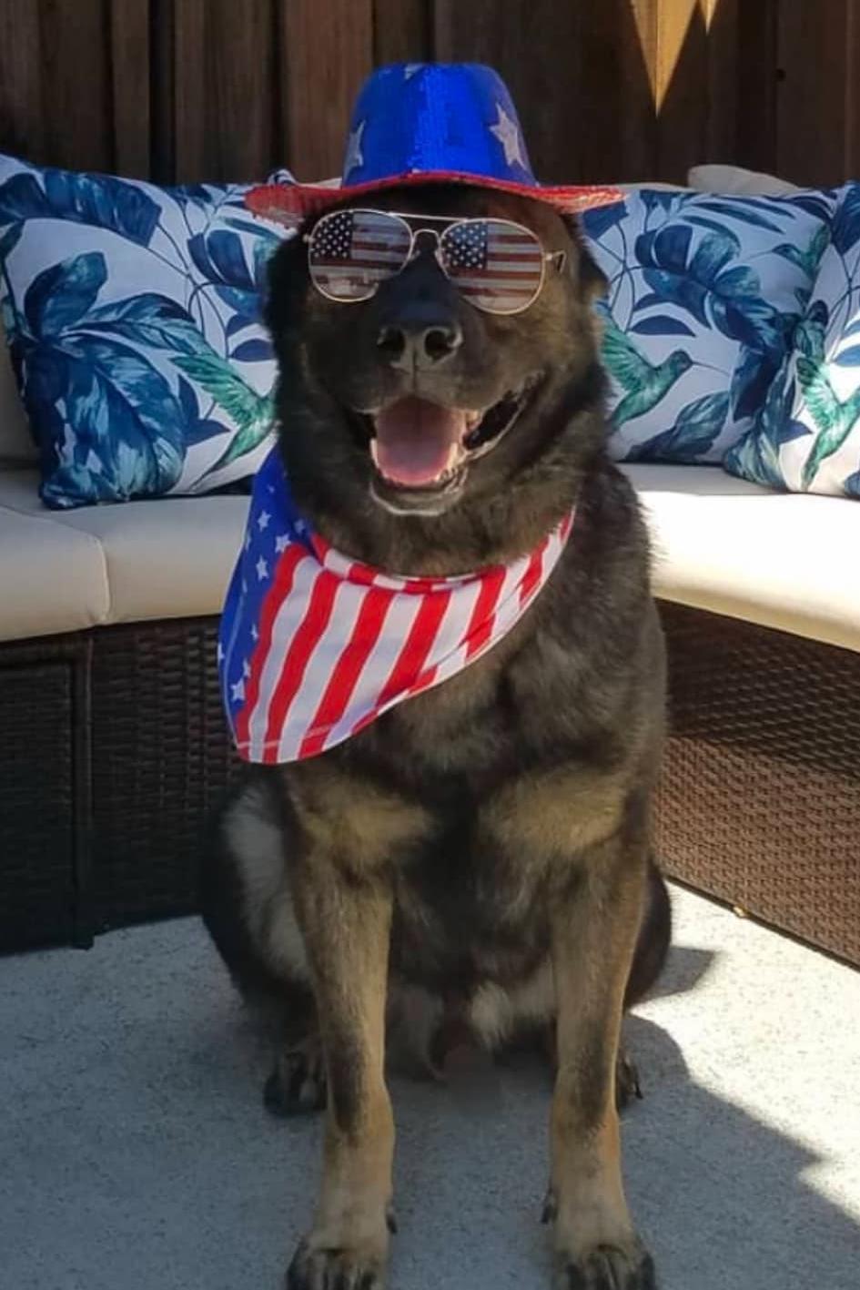 k9 basco wearing fourth of july glasses