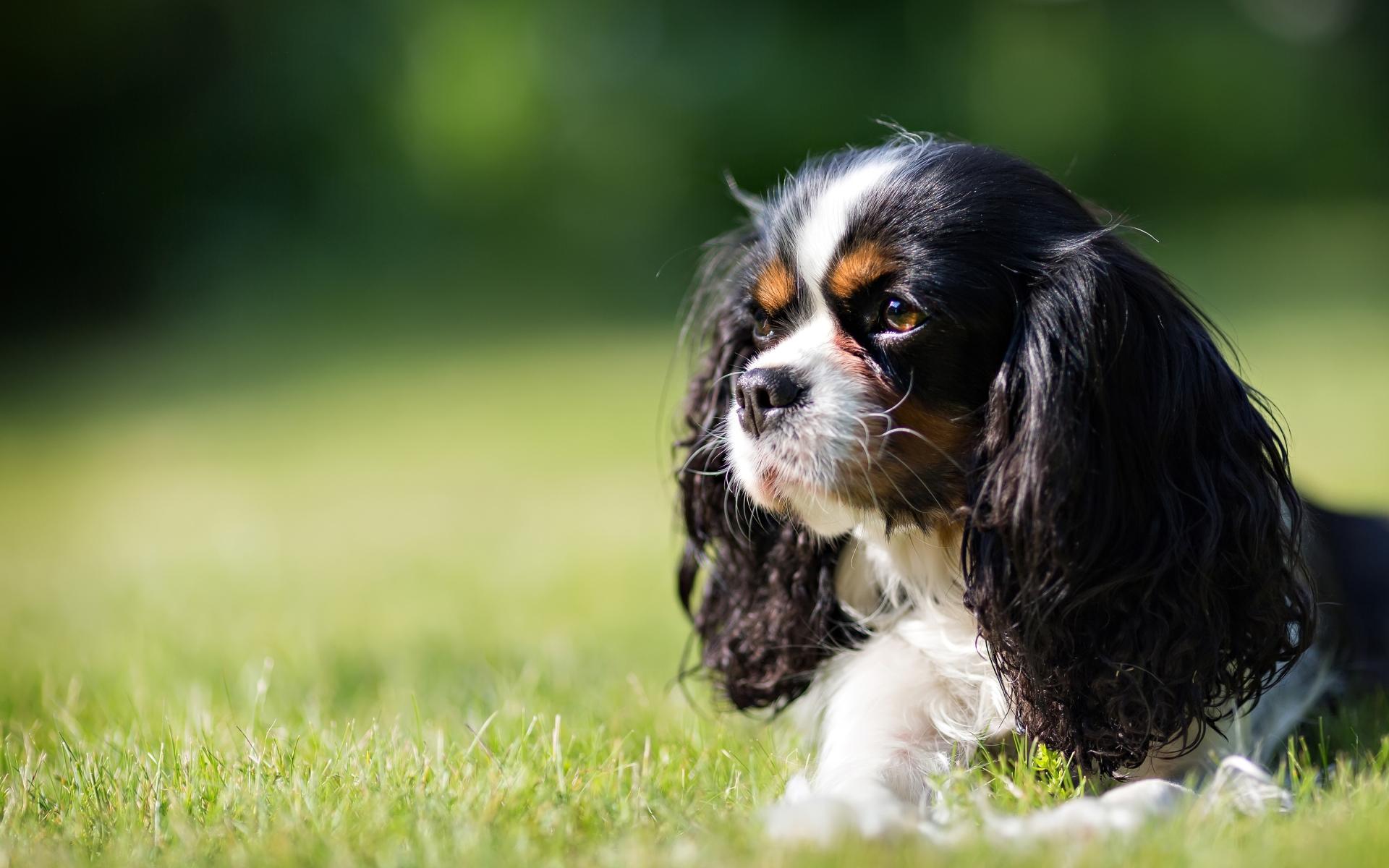 Cavalier King Charles Spaniel Dog on the grass