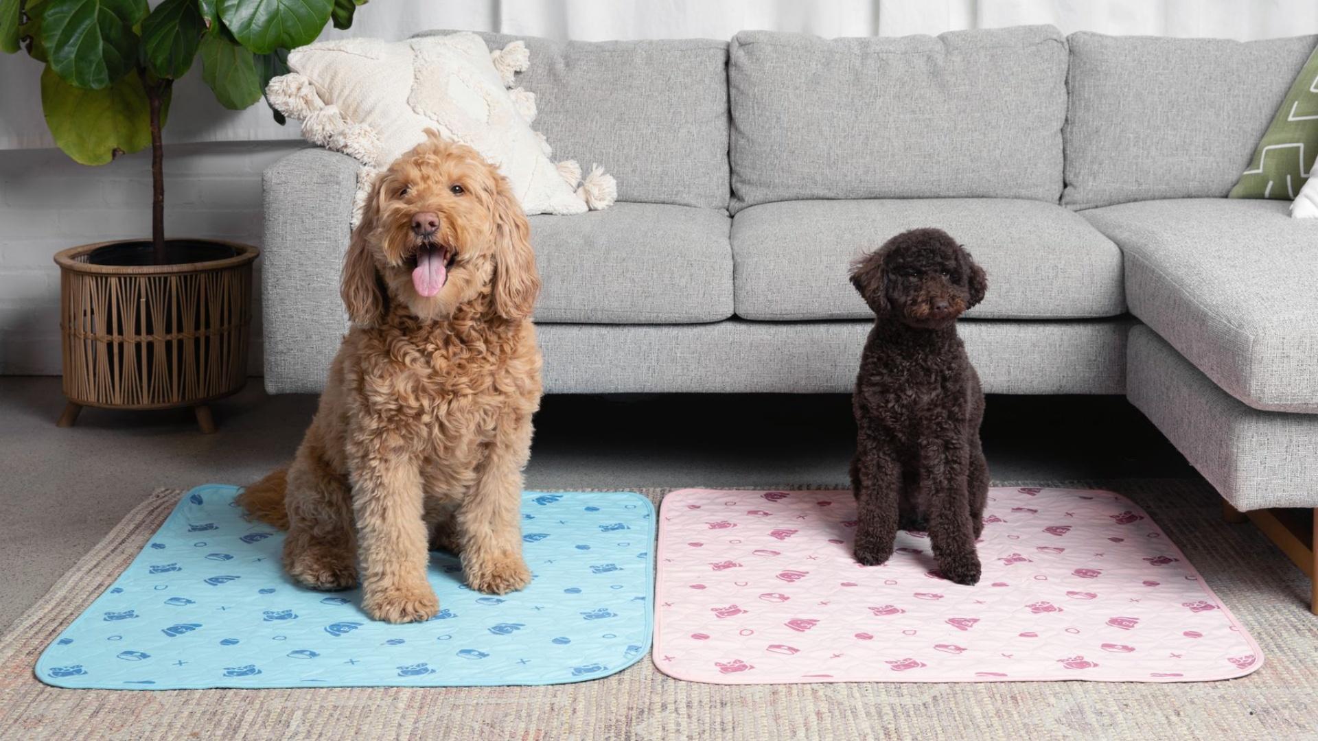Two dogs sitting on Potty Buddy pads