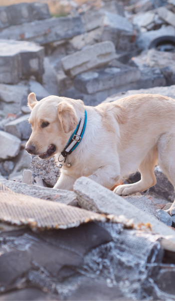 SEARCH AND RESCUE DOG WORKING