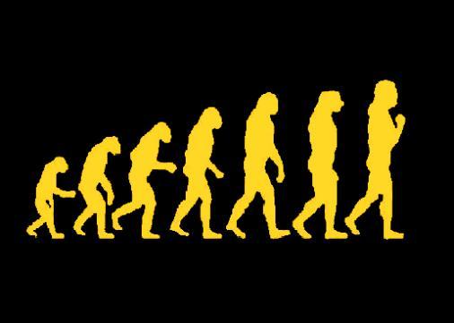 evolution punaise de lit