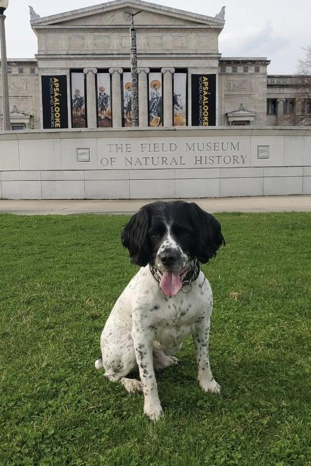 k9 buster at the field museum