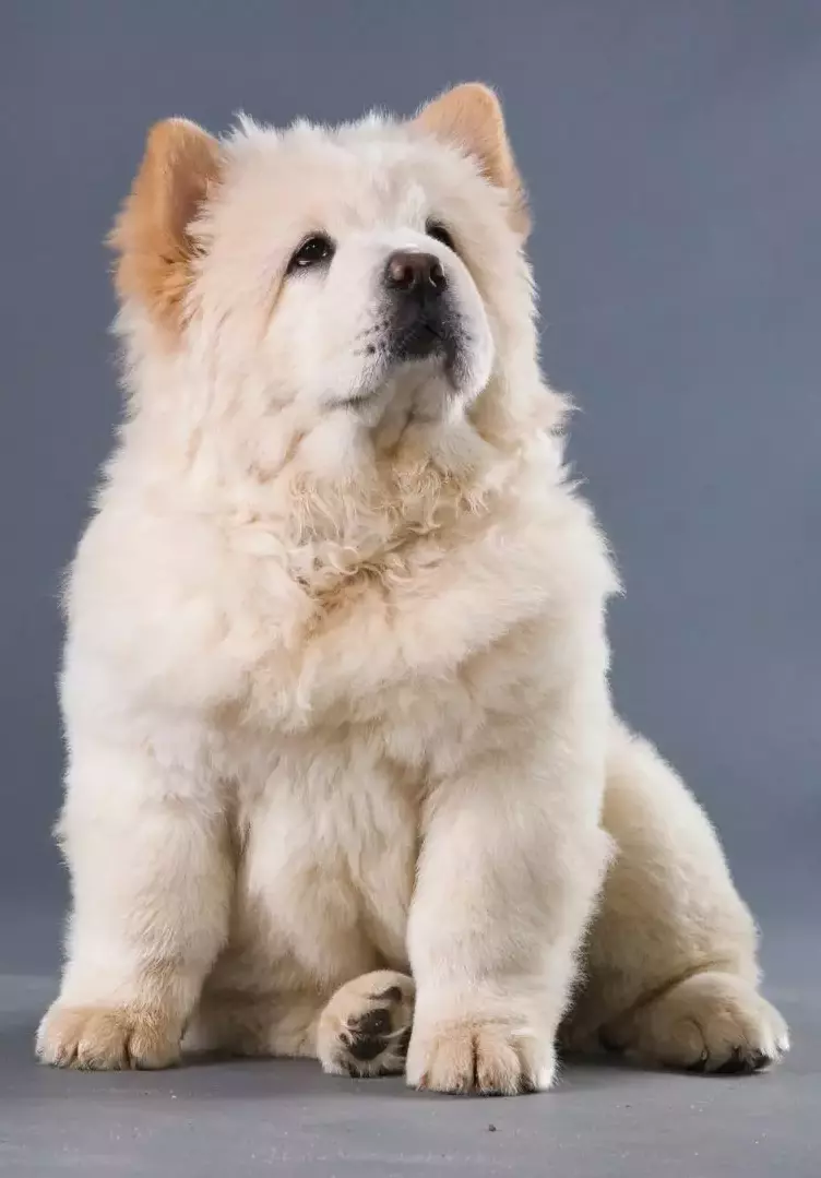 Chow Chow