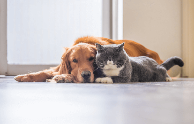 Cats & Dogs Living Together - Cover Photo
