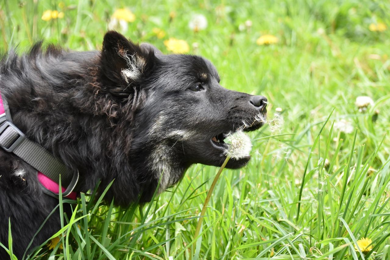 Image showcasing Why Do Dogs Eat Grass? | Causes, Risks and Prevention