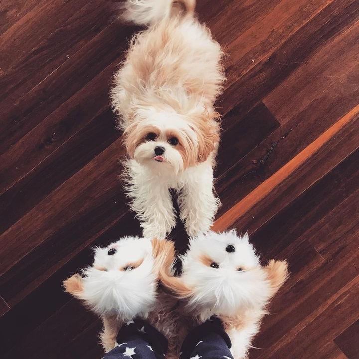 White Dog Plush Slippers