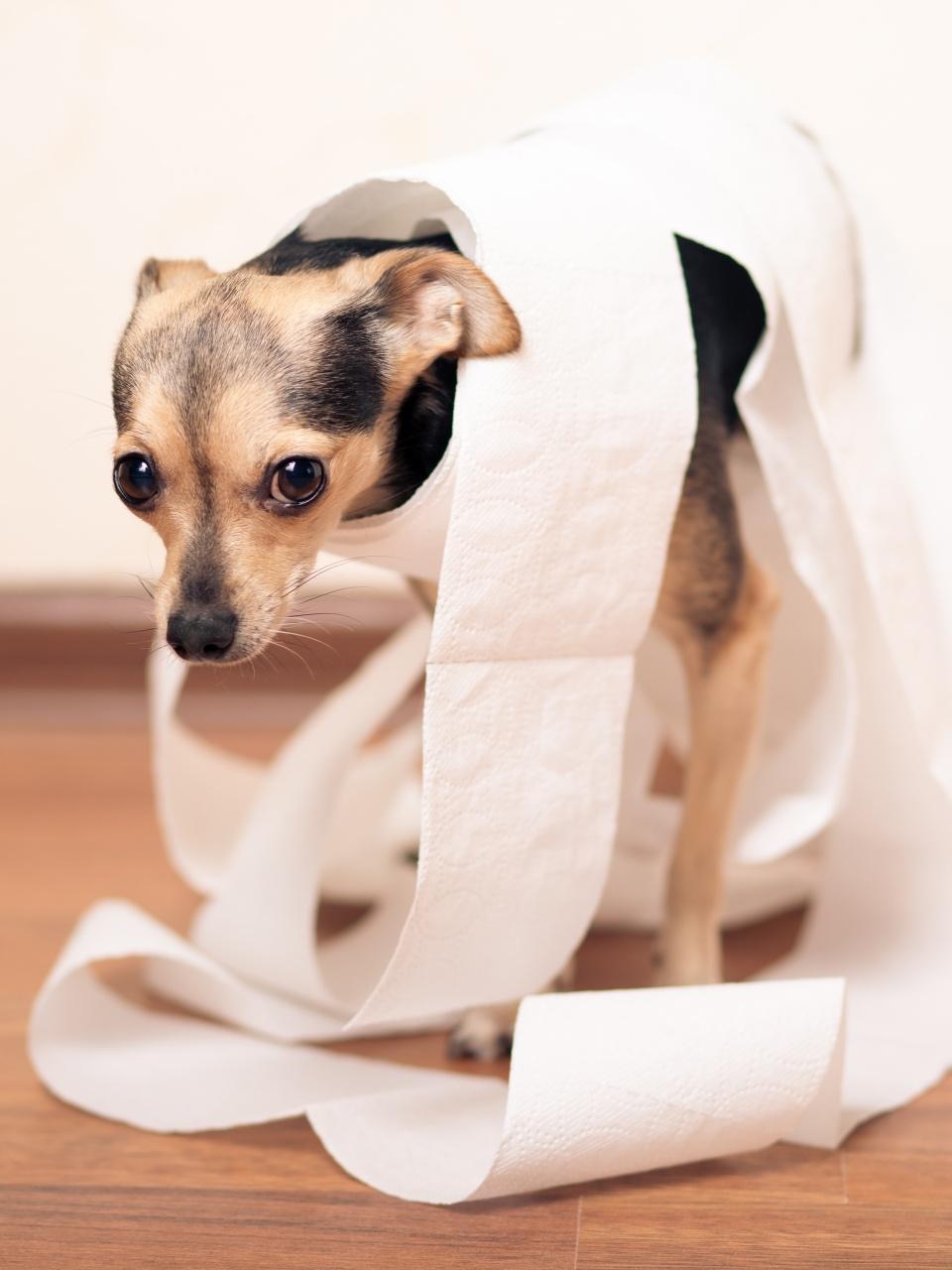 Digestive problems in dogs, small terrier in a pile of paper